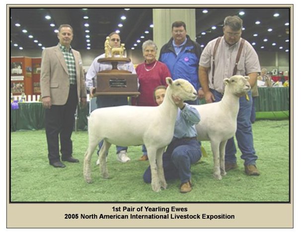 Pair Yearling Ewes